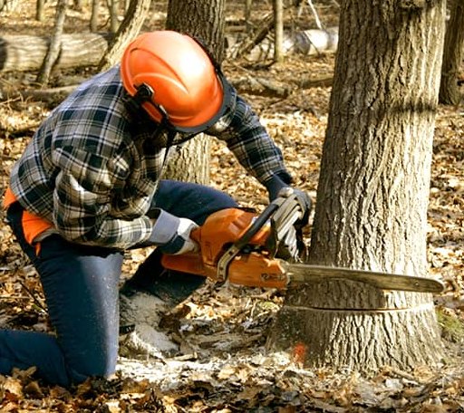 Tree Removal in Vivian, SD